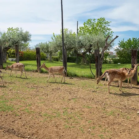 Torretta By Interhome 公寓