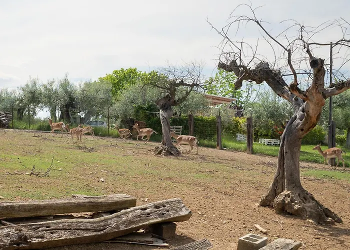 Διαμέρισμα Torretta By Interhome Citta Sant'Angelo